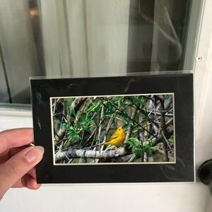 Bird photograph